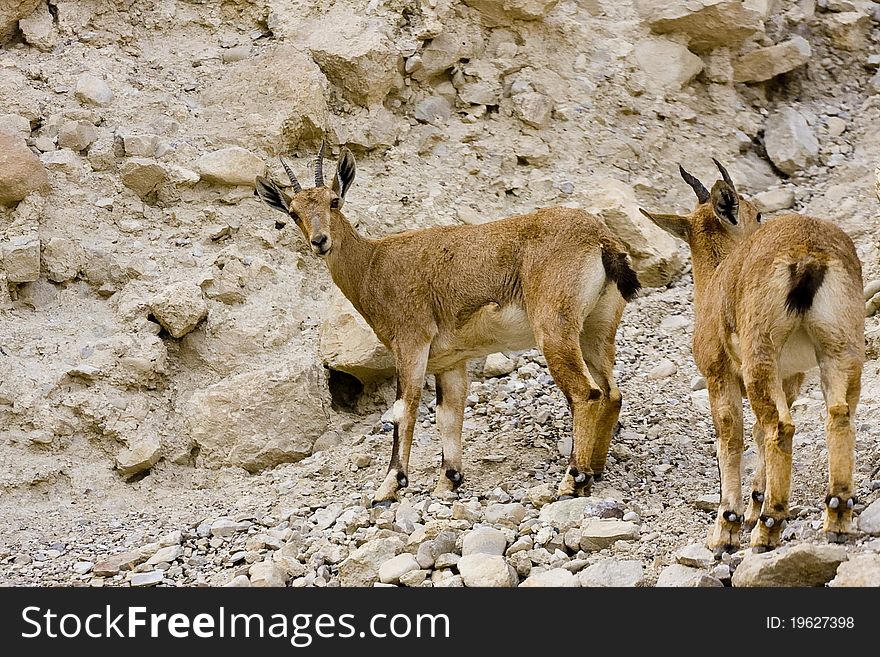 Two wild goat standing on a rock and glaring at the visitors in Ein Gedi National park, Israel. Two wild goat standing on a rock and glaring at the visitors in Ein Gedi National park, Israel