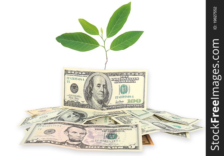 Money and plant isolated on white background