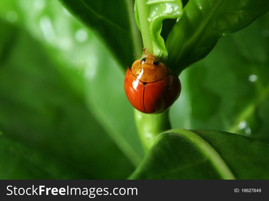 Lady bug on a fresh green leaf. Lady bug on a fresh green leaf