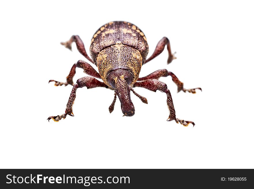 Closeup shot of a beetle isolated on white background