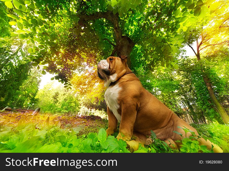 Cute English Bulldog on green grass