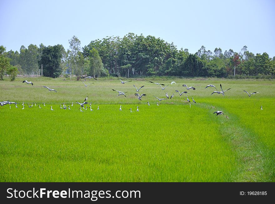 Egrets Feeding In Paddy Field