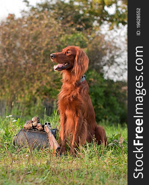 Setter with trophy