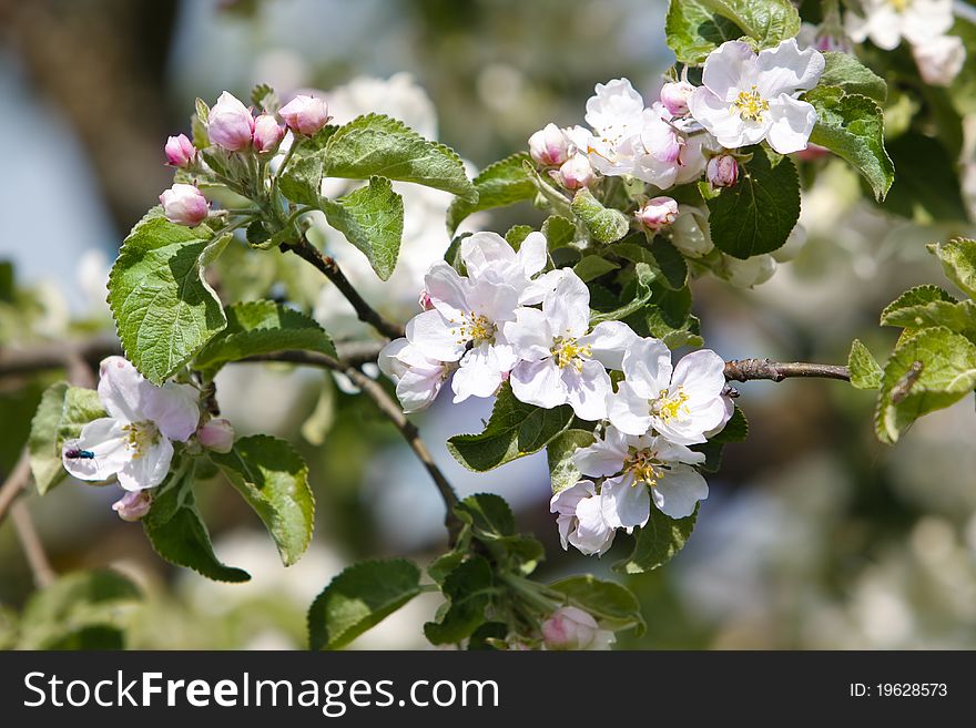 Flowers Apple-tree