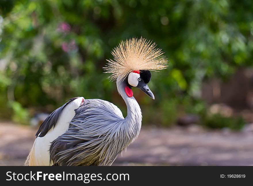 Crowned Crane