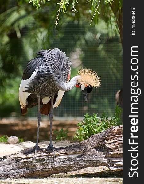 Crowned Crane