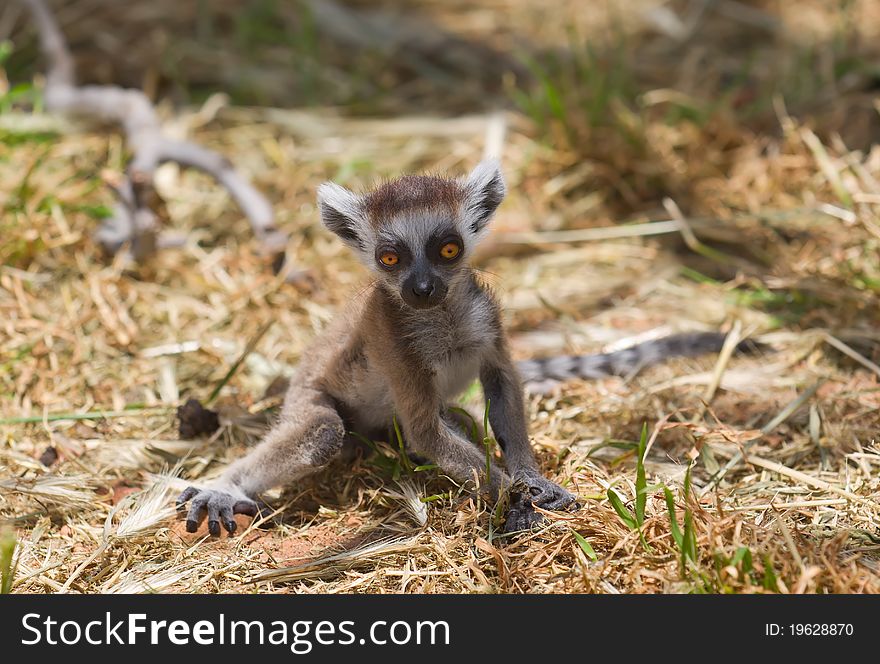 A baby lemur isolated in field. A baby lemur isolated in field