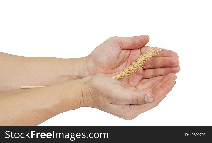 Ear wheat in hand male on white