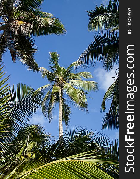 Tropical scene of palm trees and sky. Tropical scene of palm trees and sky