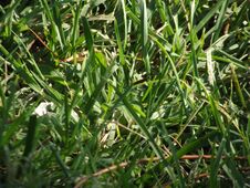 Grassroots Grass Png Grasshoppers F Grassroots C Grass Seed Stock Image Grassroots Grass Png Grasshoppers F Grassroots C Grass Seed Stock Image