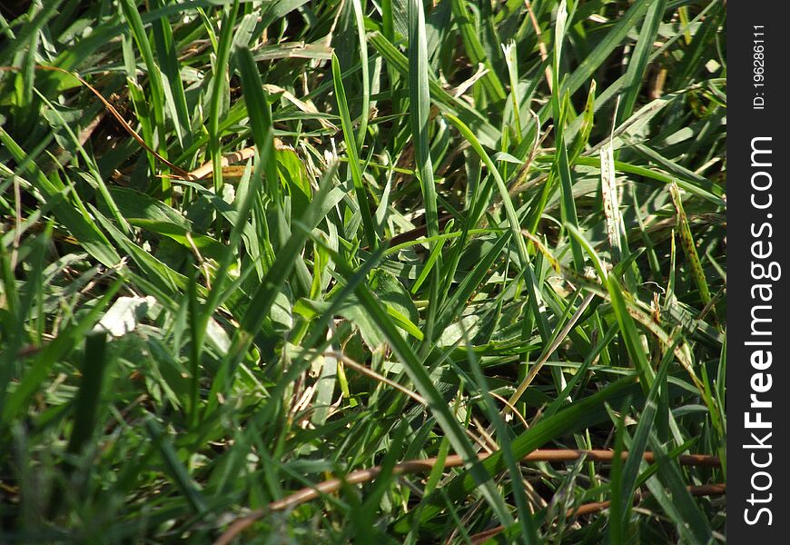 Grassroots	 	grass png	 grasshoppers f	grassroots c grass seed