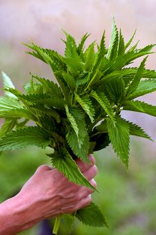 Stinging Nettle Royalty Free Stock Photography Stinging Nettle Royalty Free Stock Photography