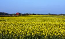 Canola Farm Stock Photography Canola Farm Stock Photography