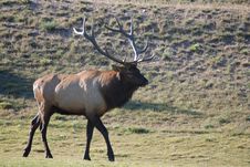 Evergreen Elk 01 Royalty Free Stock Photo