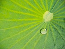 Green Lotus Leaf With Water Drop Royalty Free Stock Photo Green Lotus Leaf With Water Drop Royalty Free Stock Photo