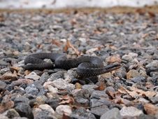 Common European Adder Royalty Free Stock Images
