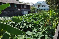 Field Taro Plant Town Home Royalty Free Stock Image Field Taro Plant Town Home Royalty Free Stock Image