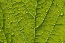 Leaf With Water Drops Stock Image