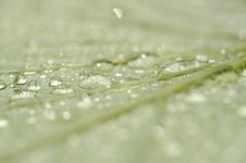Leaf With Water Drops Royalty Free Stock Photo