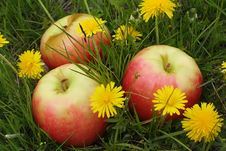 Apples On A Glade With Dandelions Royalty Free Stock Photos Apples On A Glade With Dandelions Royalty Free Stock Photos