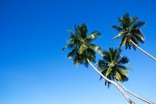 Three Palm Trees Royalty Free Stock Photography Three Palm Trees Royalty Free Stock Photography
