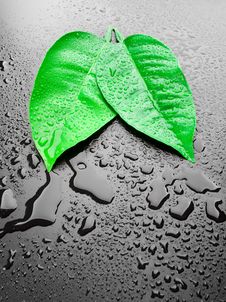 Green Leafs Royalty Free Stock Photography Green Leafs Royalty Free Stock Photography