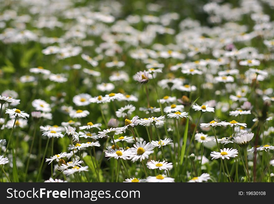 Field of small daisies in a garden, closeup