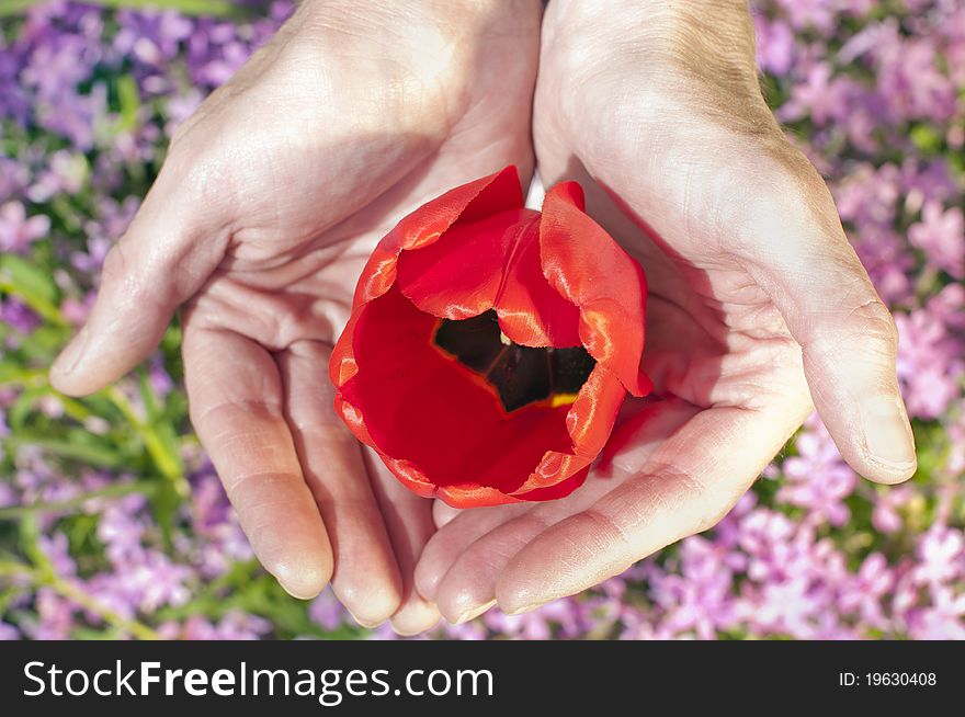 A Bud Of A Tulip In The Hands Of Women