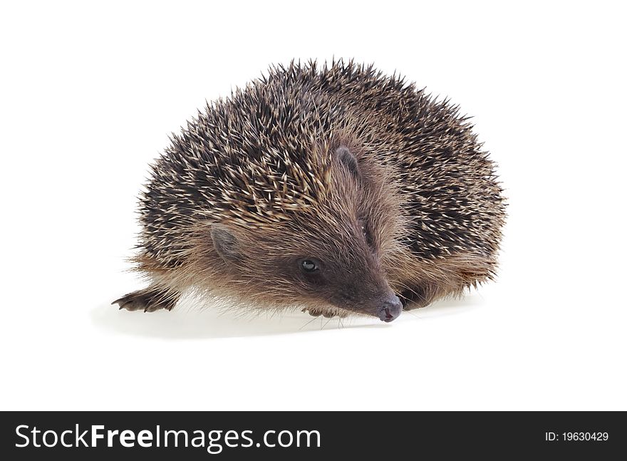 Young hedgehog close up on a white background