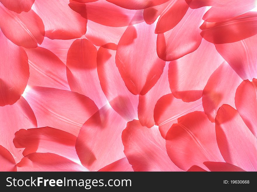 Petals of a tulip of red colour close up. Petals of a tulip of red colour close up