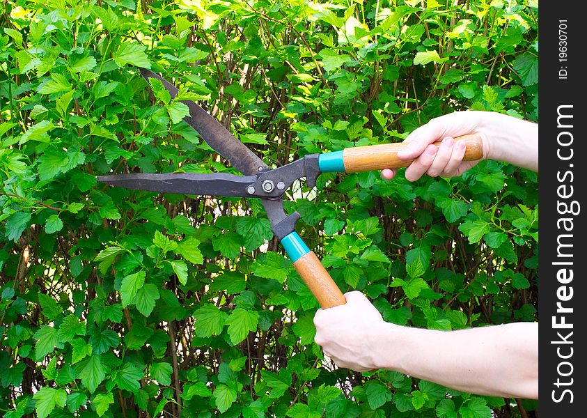 Hands are cut bush clippers. Hands are cut bush clippers