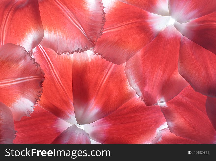 Petals of a tulip of red colour close up. Petals of a tulip of red colour close up