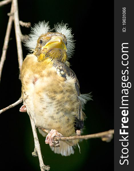 A chick of hawfinch on the branch / Coccothraustes