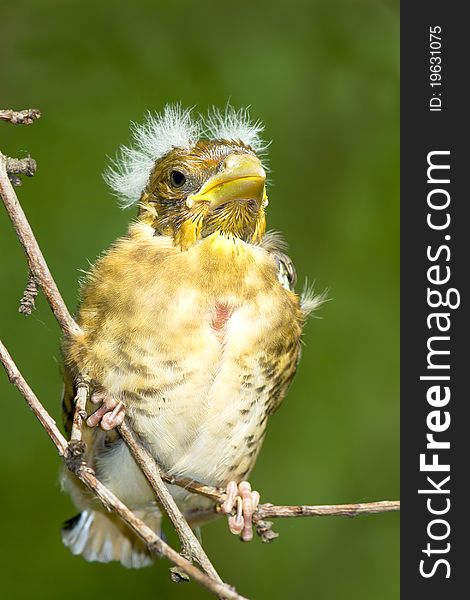 A Chick Of Hawfinch On The Branch / Coccothraustes