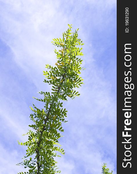 Blossoming branch of caragana (siberian peashrub) against the sky