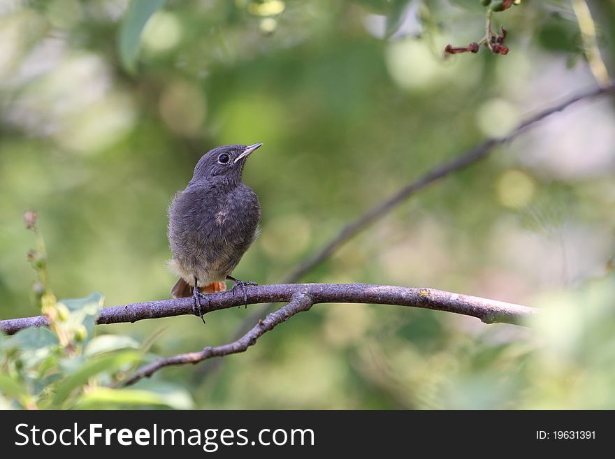 The black redstart (Phoenicurus ochruros) sitting on the tree branch.