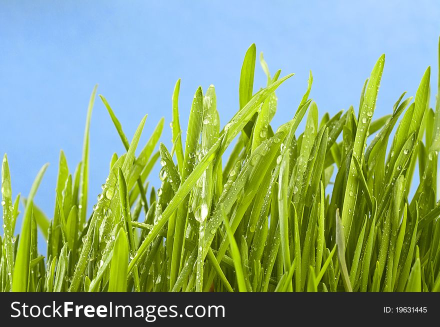 Fresh Grass On Green