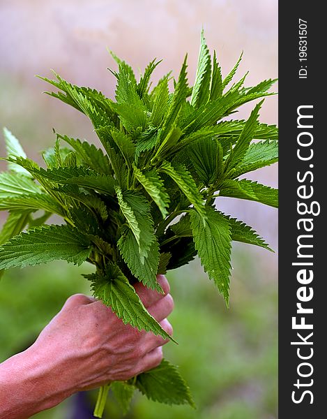 A handful of stinging nettle