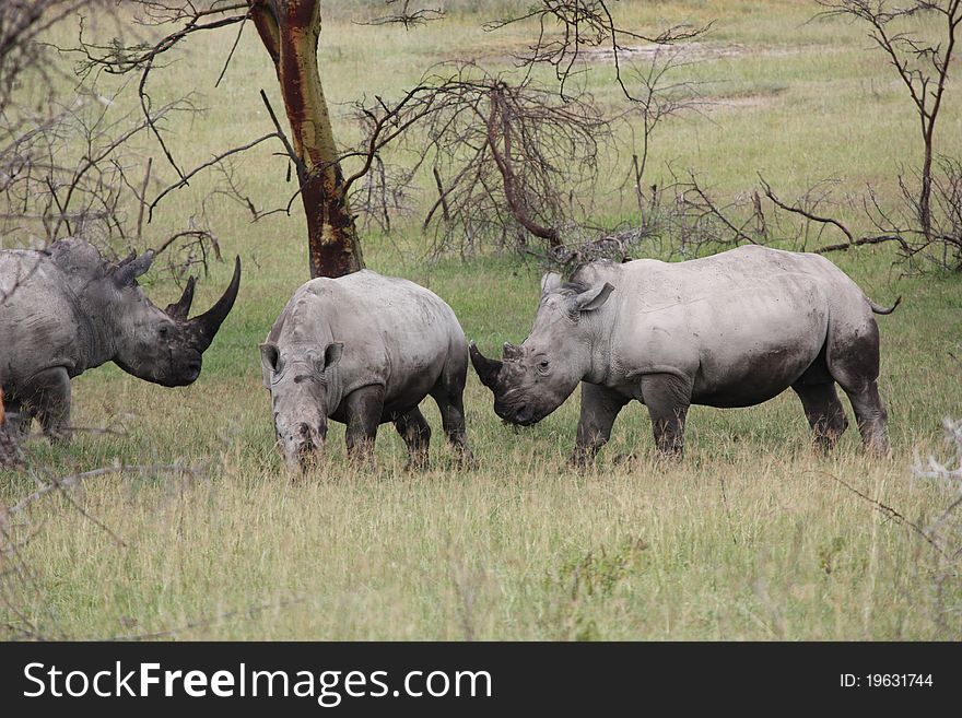 Photo of 3 rhinoceros at Lake Nakuru in Kenya