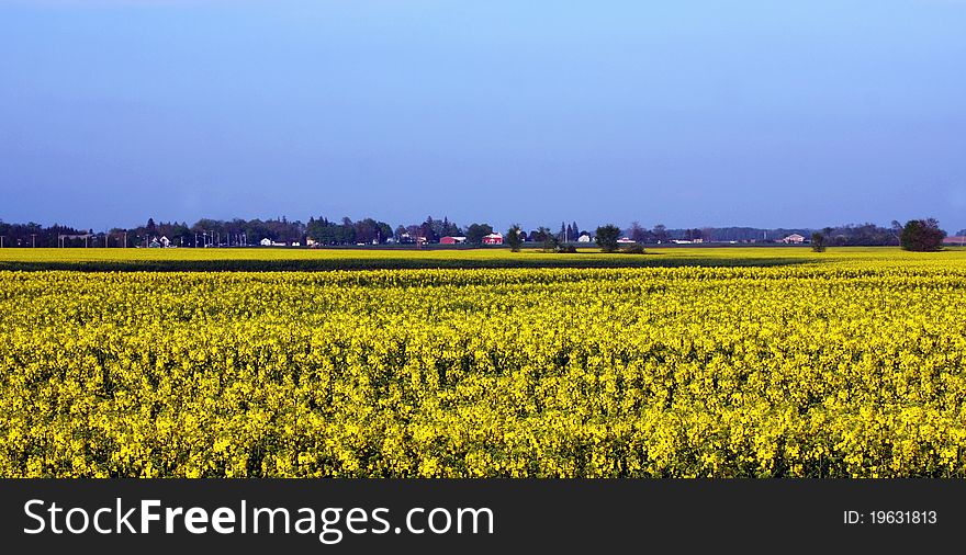 A mustard seed farm in Southwestern Ontario