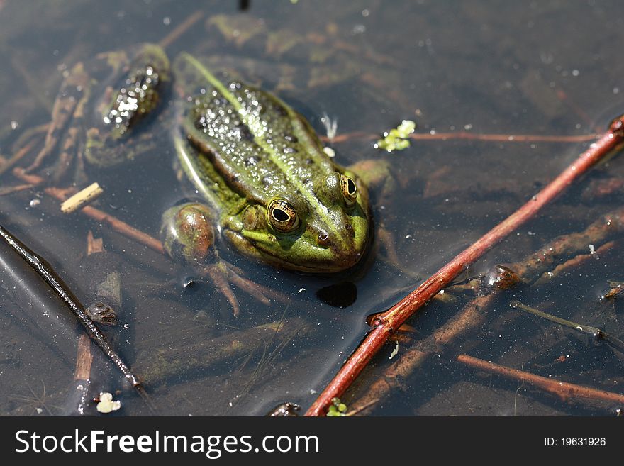 A frog sitting in water. A frog sitting in water