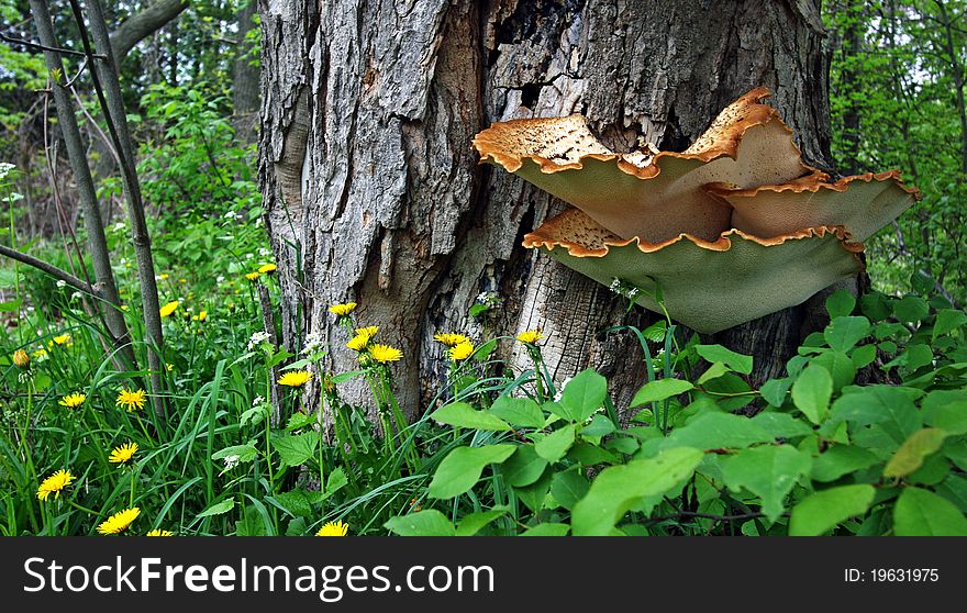 Wild mushrooms growing against a tree