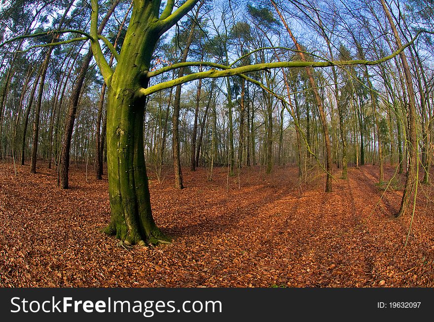 Wooden forest in Hengelo, Netherlands