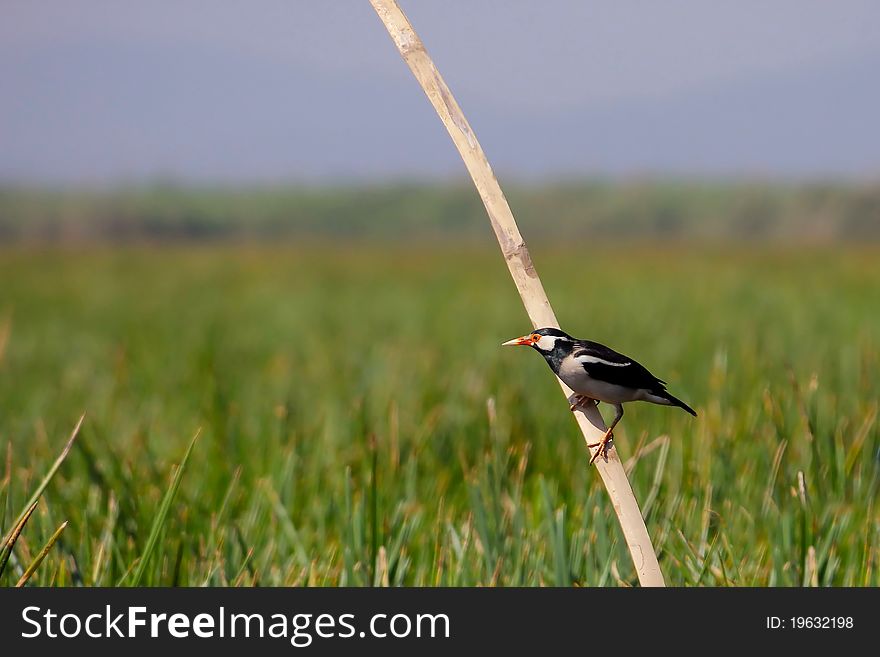 Asian pied starling (Sturnus contra) looking for its pray