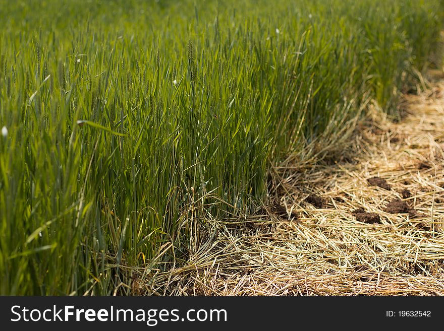 Green wheat and faded grass