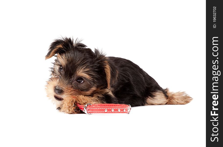 Yorkshire Terrier puppy isolated over white background. Yorkshire Terrier puppy isolated over white background