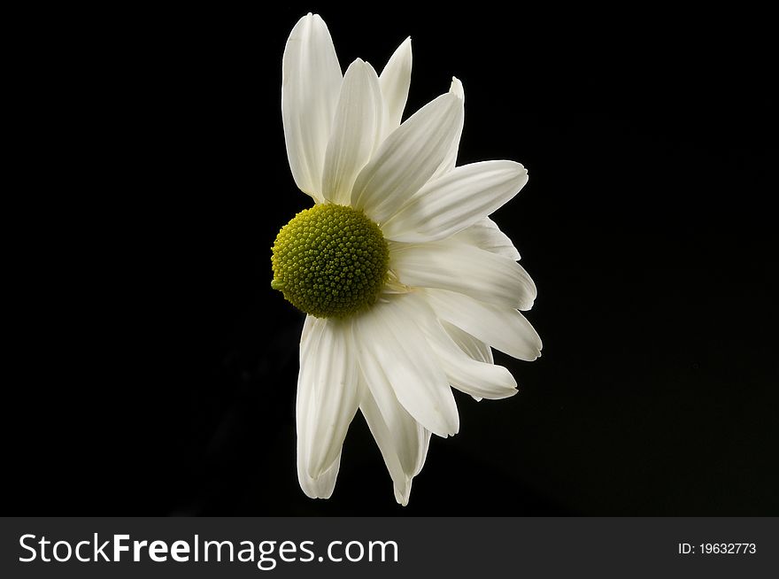 Horizontal photograph of a white daisy with only half of its petals. Horizontal photograph of a white daisy with only half of its petals