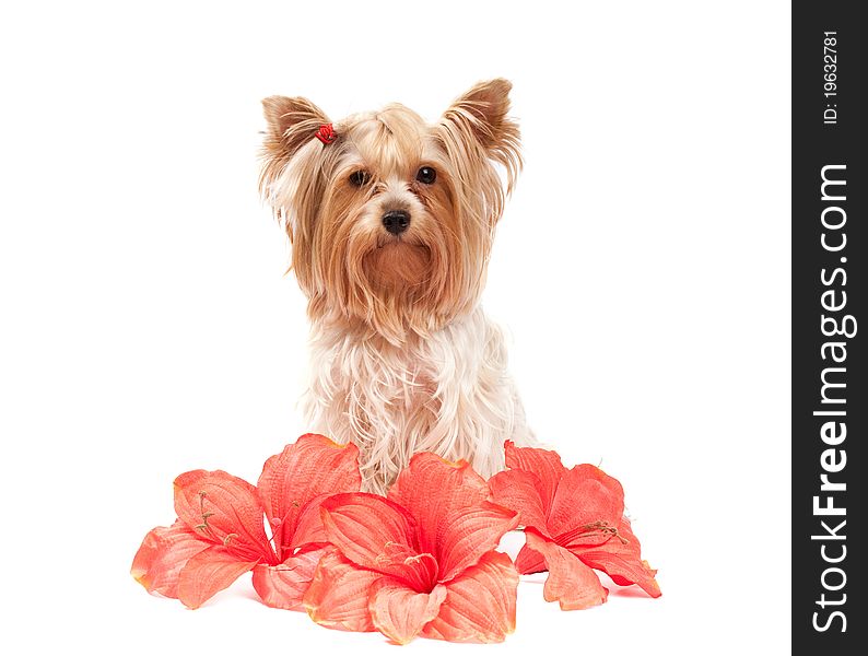 Yorkshire Terrier With Red Flowers