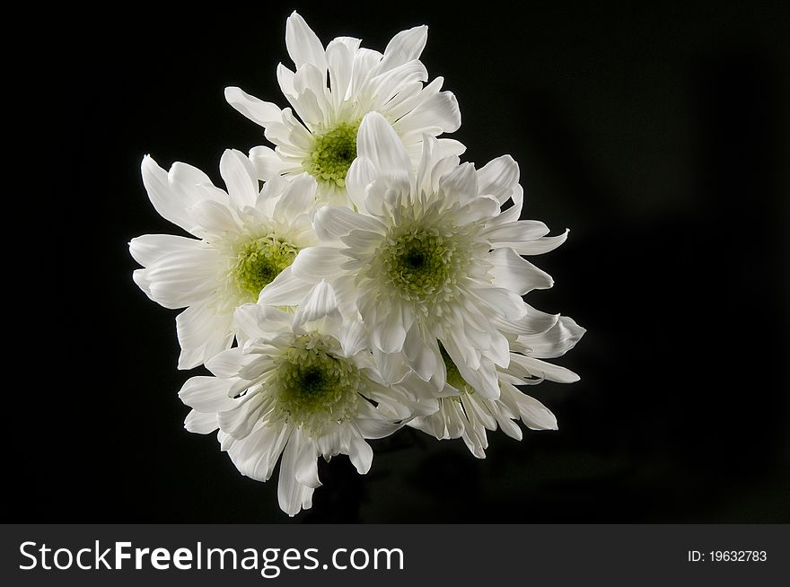 Horizontal photograph of a group of white flowers
