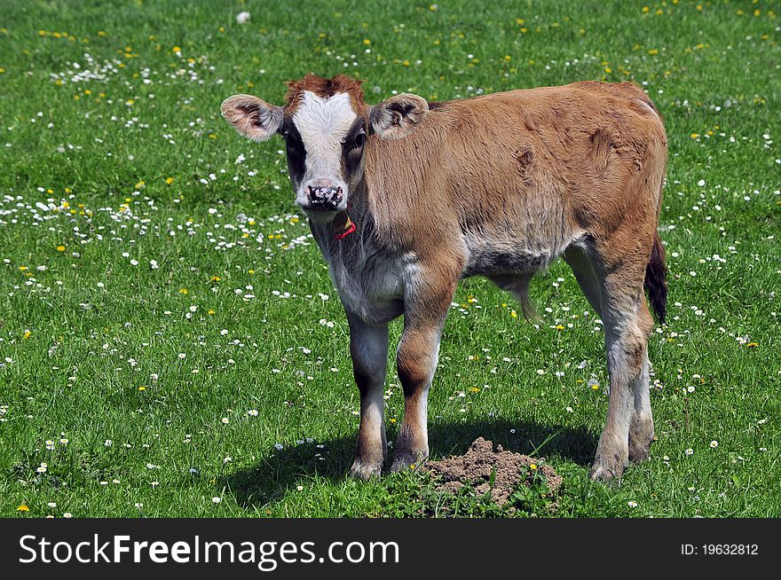 Brown calf on sunny green field. Brown calf on sunny green field